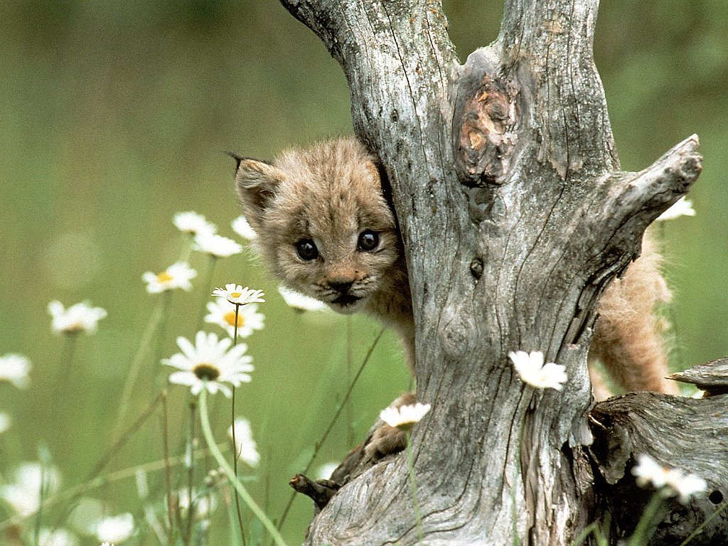 Lynx Cub